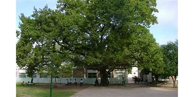 COLEGIO NUESTRA SEÑORA